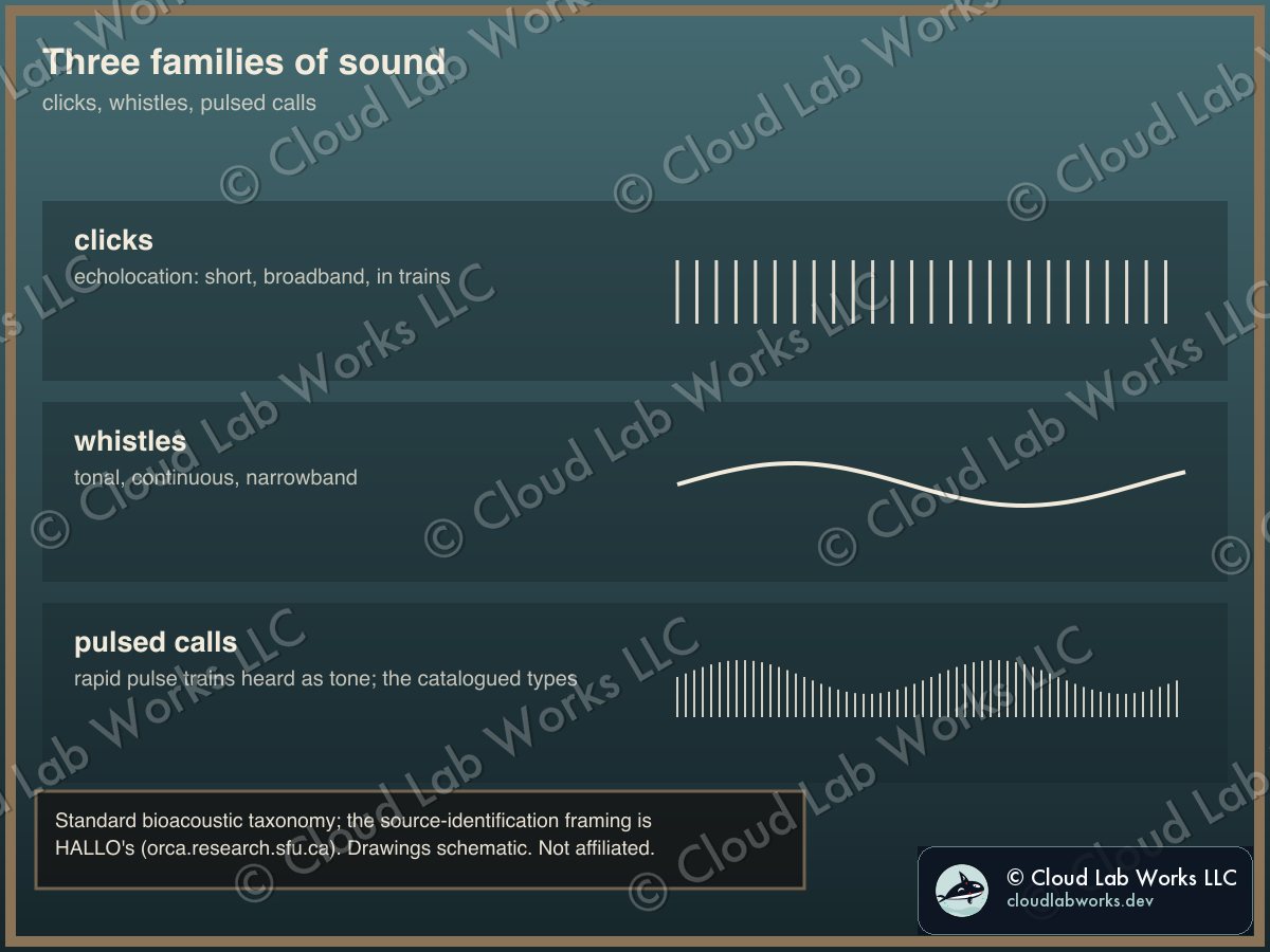 Three families of sound: a flat 1200 by 900 card in earth tones, bordered in solid sand with a credit strip naming its published source