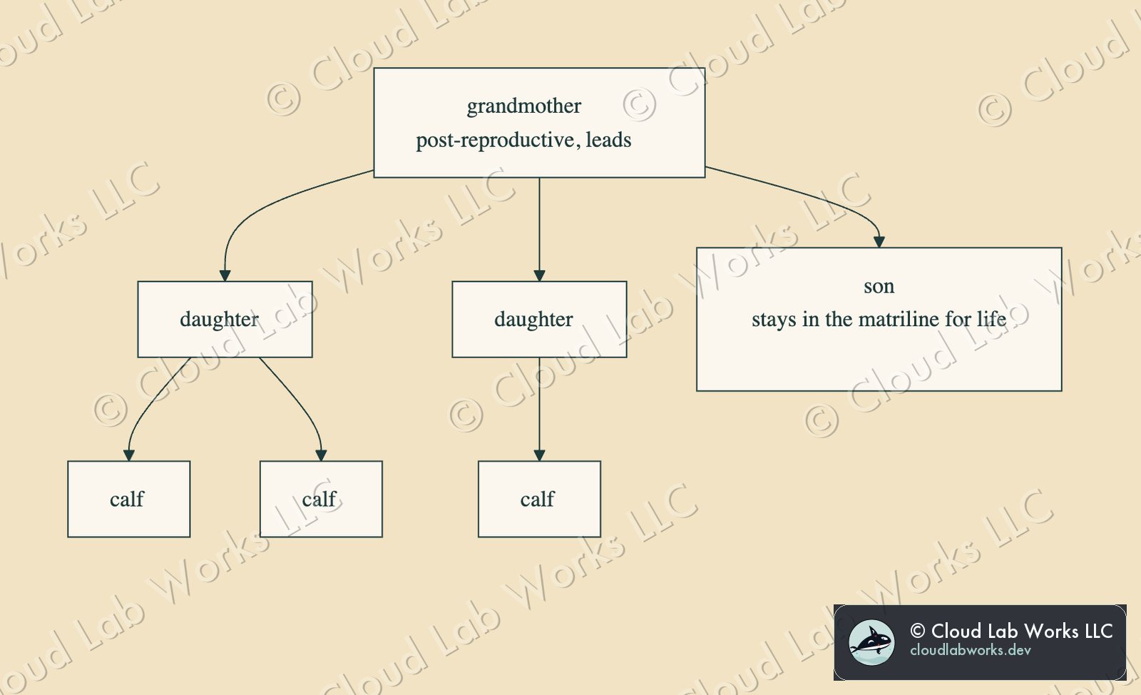 Mermaid flowchart: the matriline, grandmother to daughters and son to calves
